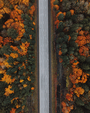Nature, Trees, Autumn, View From Above, Road, Forest, Highway HD phone wallpaper