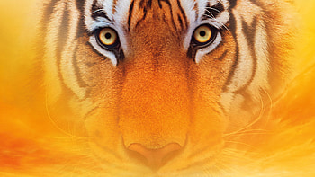Life of Pi, Tiger , backgrounds, Wildlife HD wallpaper