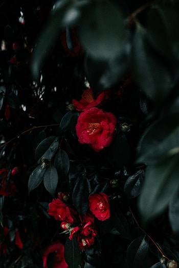 Flowers, Leaves, Bush, Plant, Geranium HD phone wallpaper