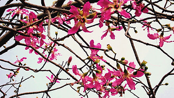 Blooming Flowers for cehenot, branches, flower buds, pink, blooming flowers HD wallpaper