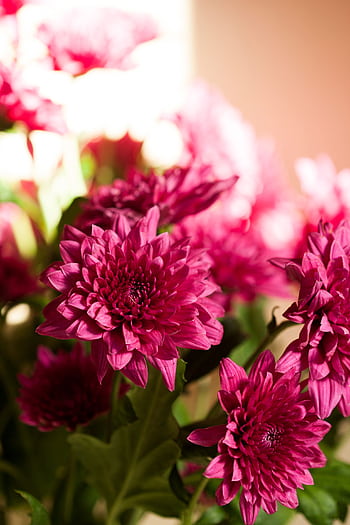 Close-up of vibrant pink chrysanthemums with soft focus and natural lighting. HD phone wallpaper