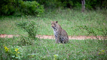 Leopard Is Sitting On Green Grass In Blur Background Leopard HD wallpaper