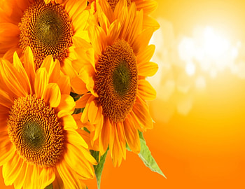 Sunflowers, Plant, Season, Spring HD wallpaper