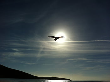 A seagull silhouette flies against a dramatic sky at sunset on a serene beach. HD wallpaper