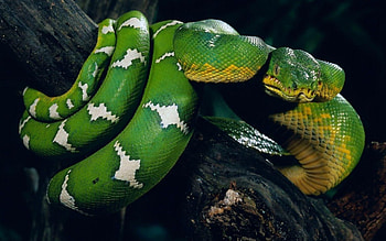 Cool snake , Mesmerizing reptiles, Serpent showcase, Stunning visuals HD wallpaper
