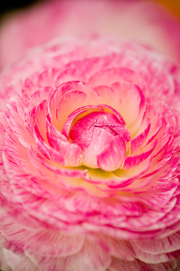 Pink, Flower, Macro, Petals HD phone wallpaper