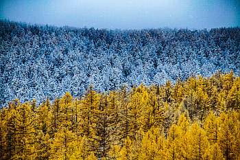Winter And Autumn , winter, autumn, nature, trees HD wallpaper