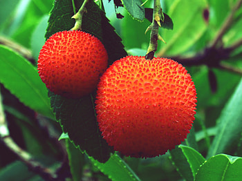 Strawberry, Berries, Macro, Wild Strawberries, Arbutus HD wallpaper