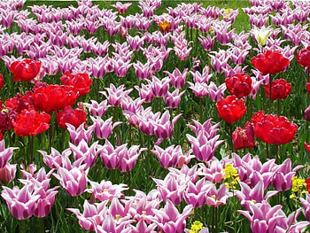 flowers world, world, flowers HD wallpaper