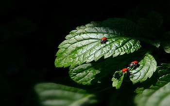 Leaves, Macro, Form, Shadow, Ladybug, Ladybird, Three HD wallpaper