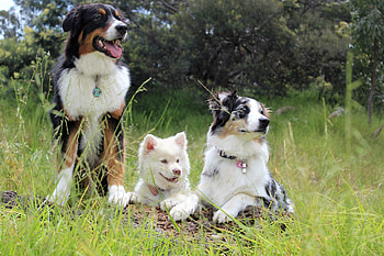 Animals, Dogs, Shoot, ession, Pedigree HD wallpaper