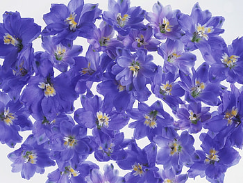 Plants, Flowers, Background HD wallpaper