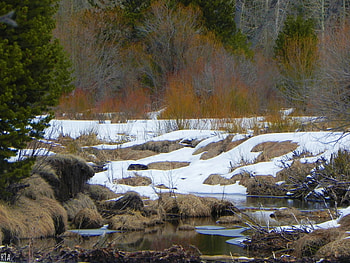 River Bank During Winter, winter, river, outside, snow, nature, river bank HD wallpaper