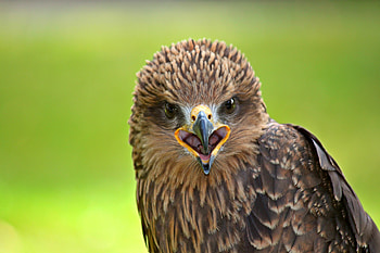 Animals, Bird, Predator, Falcon HD wallpaper
