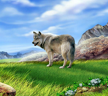 Wolf Art, grass, sky, wild, wolf HD wallpaper