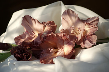 Flowers, Gladiolus, Drops, Close-Up, Cloth HD wallpaper