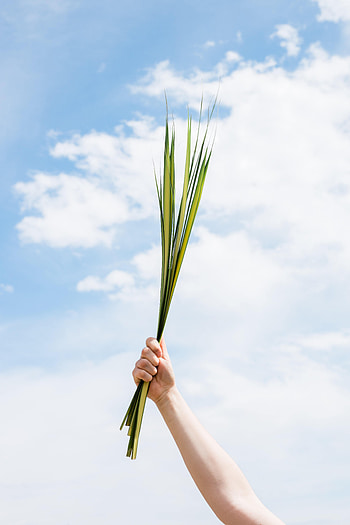 Grass, Sky, Leaves, Hand, Miscellanea, Miscellaneous HD phone wallpaper
