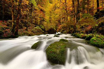Forest Stream, beautiful, forest, , stream HD wallpaper