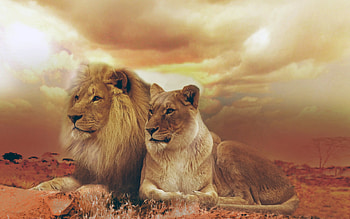 Female Male Lions, lions, animals HD wallpaper