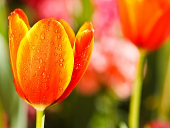 Colorful Tulips In An Open Garden, colorful, pretty, nature, flowers, tulips HD wallpaper