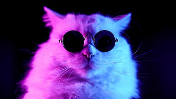 Cool and stylish cats, Unique cat poses, Artistic cat portraits, Creative cat compositions HD wallpaper