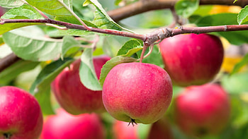 Apple Tree, 11 apple tree , Backgrounds HD wallpaper