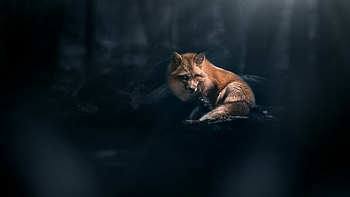 Dark fox , Mysterious aura, Nighttime beauty, Enigmatic creature HD wallpaper