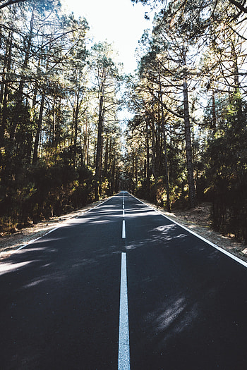Nature, Trees, Road, Markup, Forest, Dahl, Distance HD phone wallpaper