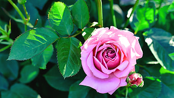 Pink Rose, Flower, Pink, Garden, Rose HD wallpaper