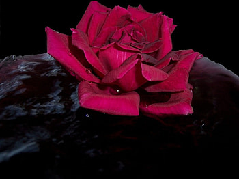 Red rose, flowers, roses HD wallpaper