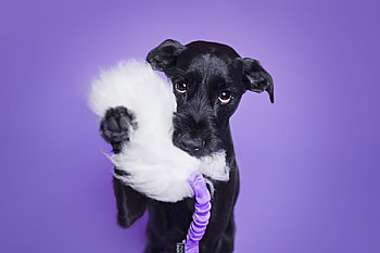 Funny puppy, dog, animal, white, black, cute, purple, rauki toy, puppy, funny, paw, caine HD wallpaper