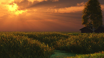 Sunset, field, sky, nature, tree HD wallpaper