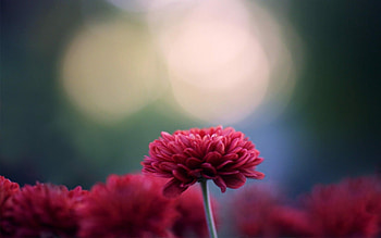 Chrysanthemum, Red flower, Nature's beauty, Pink flower HD wallpaper