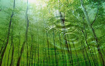 Reflecting Forest, reflecting, rings, daylight, day, light, green, limbs, pools, trees, nature, sky, water, sun, forest HD wallpaper