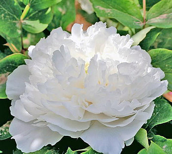 tree peony, peony HD wallpaper