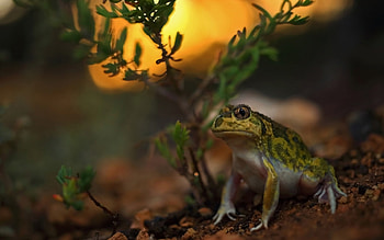 Animals toad , High-definition , Nature's marvels, backgrounds HD wallpaper