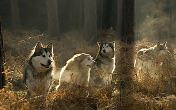 Animals, Wolfs HD wallpaper