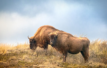 American Bison: Majestic Wild Animal —, Animal, american bison HD wallpaper