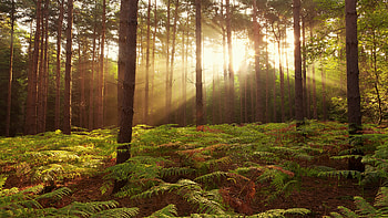 Ferns, Forests HD wallpaper