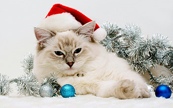 Animals, Holidays, Cats, New Year HD wallpaper