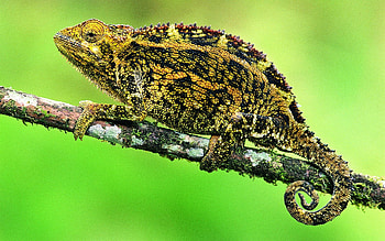 Animals, Branch, Lizard, Chameleon HD wallpaper