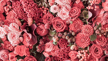 roses, still life, pink, graphy, nature, flowers HD wallpaper