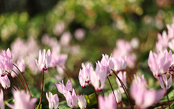 Flowers, Grass, Macro, Polyana, Glade, Macro graphy HD wallpaper
