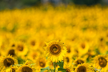 Flowers, Summer, Blur, Smooth, Sunflower HD wallpaper