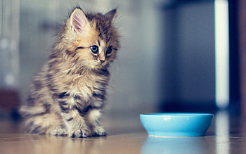 Animals, Fluffy, Kitty, Kitten, Bowl, Sight, Opinion HD wallpaper