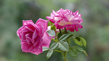 Roses, Pink, Duo, Petals HD wallpaper