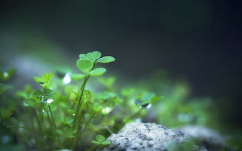 Grass, Drops, Plant, Macro, Greased, Lubricated HD wallpaper