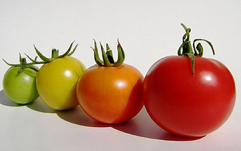 GARDEN BLESSINGS, gardens, vegetables, tomatoes, fruit, produce, fresh, food HD wallpaper