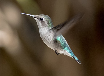 Cuba bird, Hummingbird, flight, close up HD wallpaper