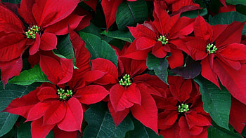 Christmas spirit, Poinsettia HD wallpaper